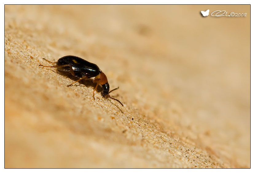 Malachiidae: Hypebaeus flavicollis