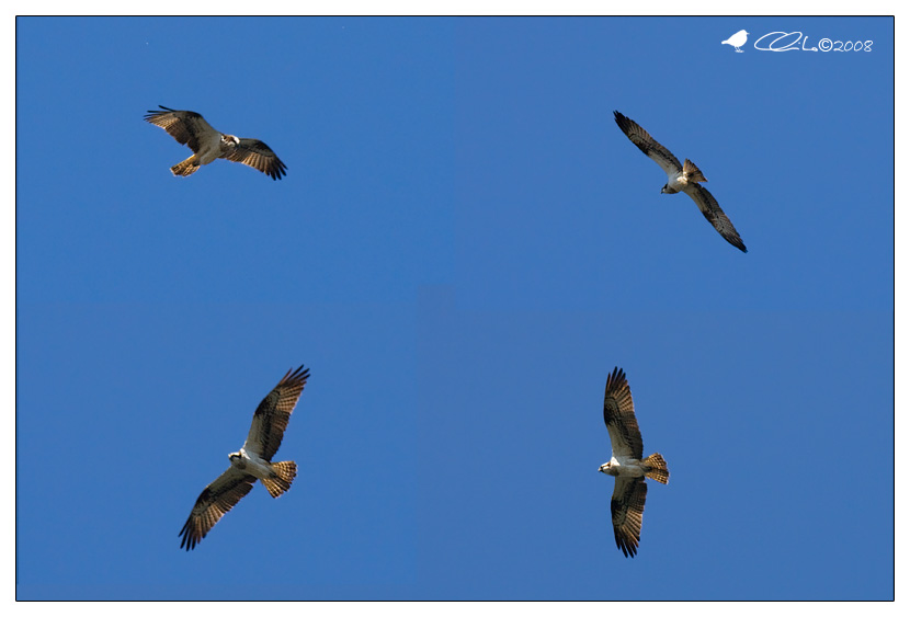 Pandion haliaetus - Falco pescatore