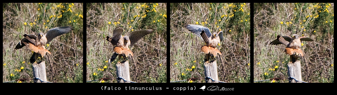 Falco tinnunculus - Gheppio (coppia)