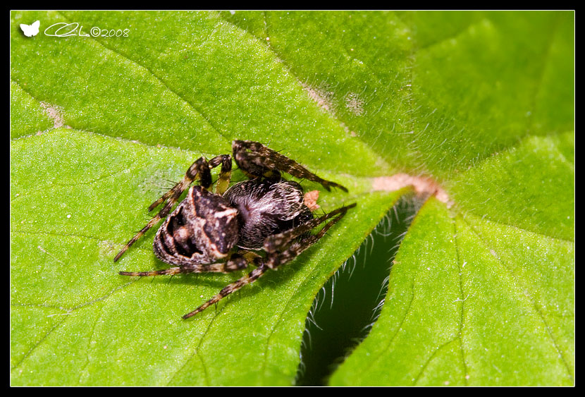 Gibbaranea bituberculata