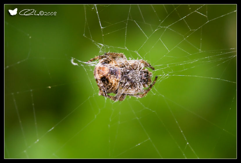 Gibbaranea bituberculata