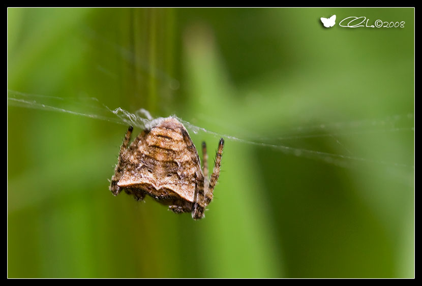Gibbaranea bituberculata