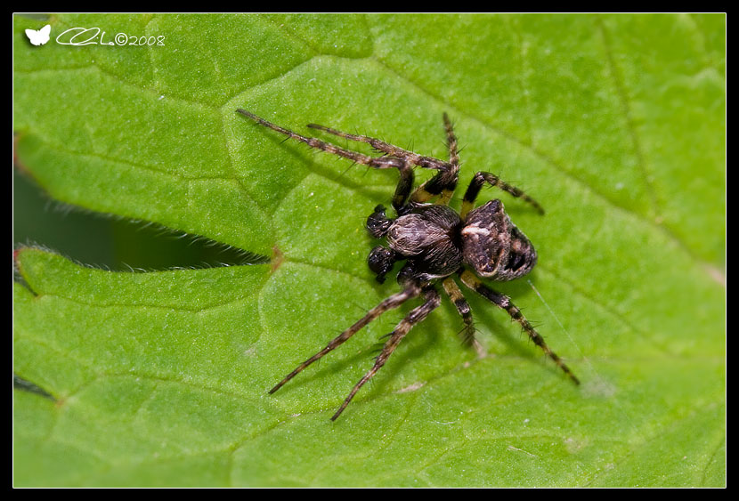 Gibbaranea bituberculata