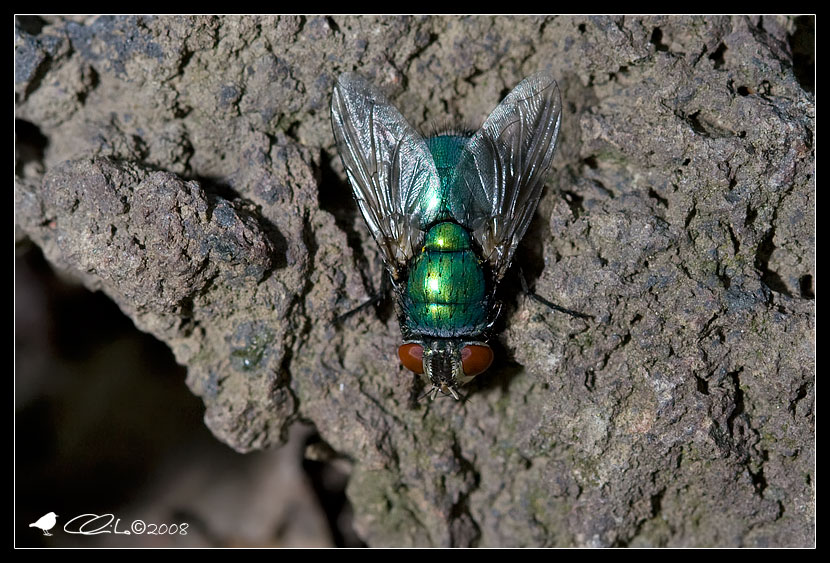 Lucilia sp.