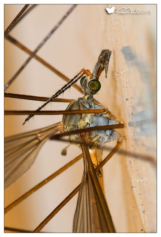 Tipula sp.