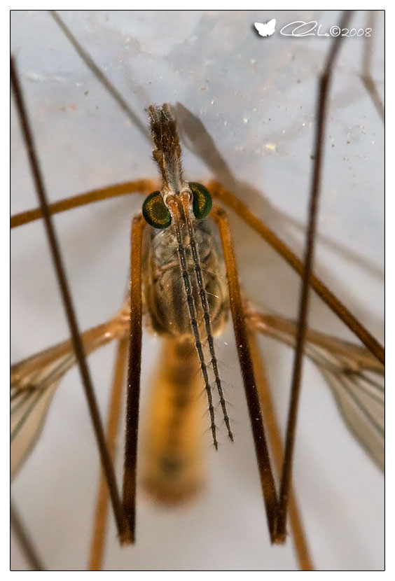 Tipula sp.