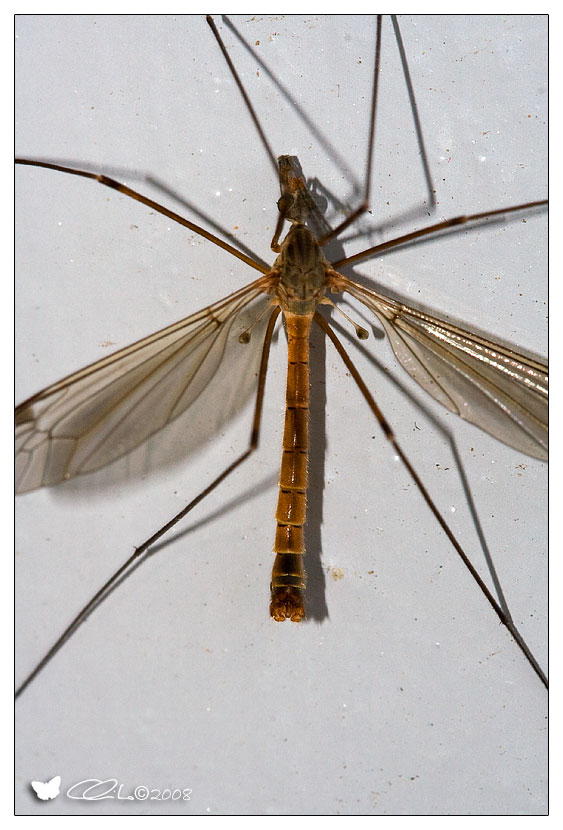 Tipula sp.