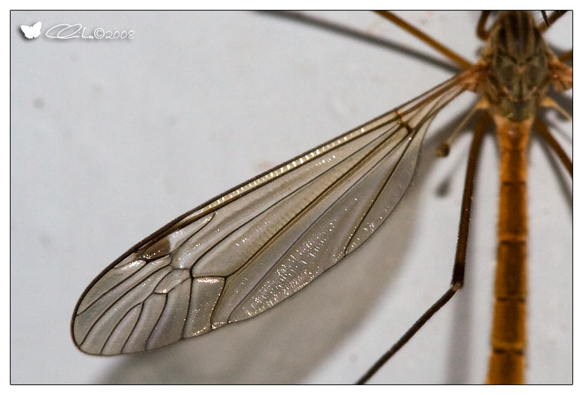 Tipula sp.