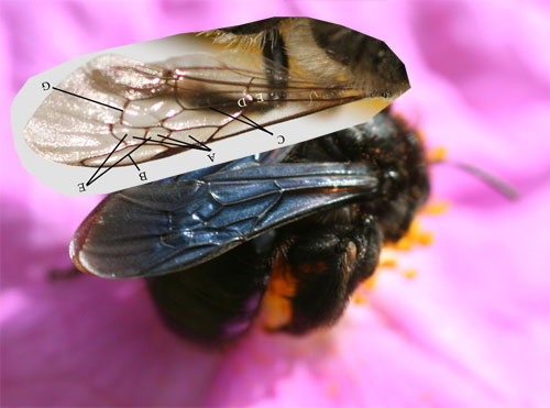 Andrena morio