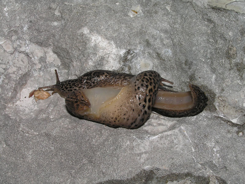 Chi è Limax cf veronensis (TN, VR, PD)