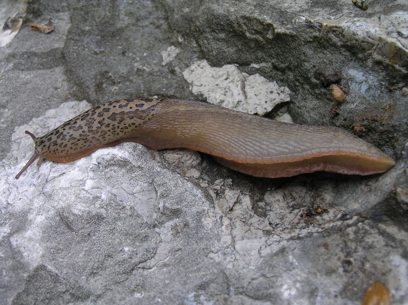 Chi è Limax cf veronensis (TN, VR, PD)