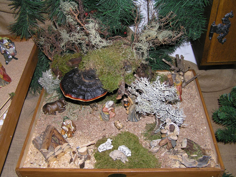 Licheni usati per presepi