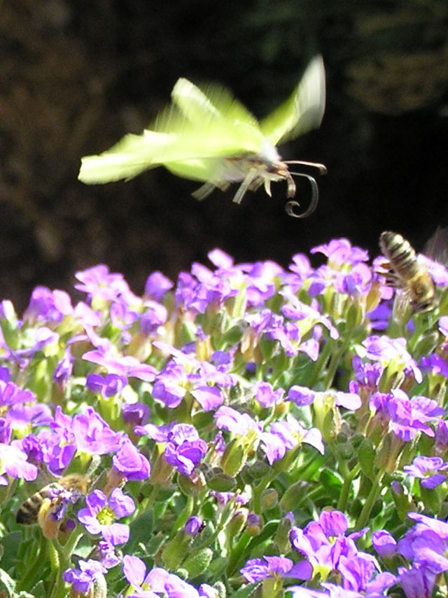 Gonepteryx rhamni in volo