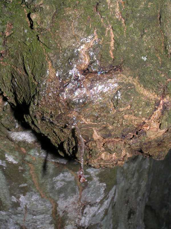 Limax cf corsicus del Foresta Umbra (FG)