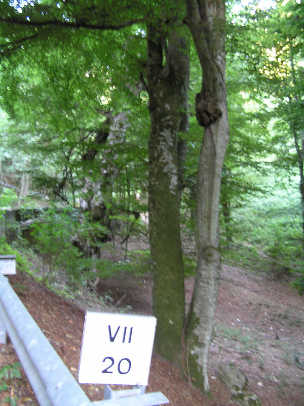 Limax cf corsicus del Foresta Umbra (FG)