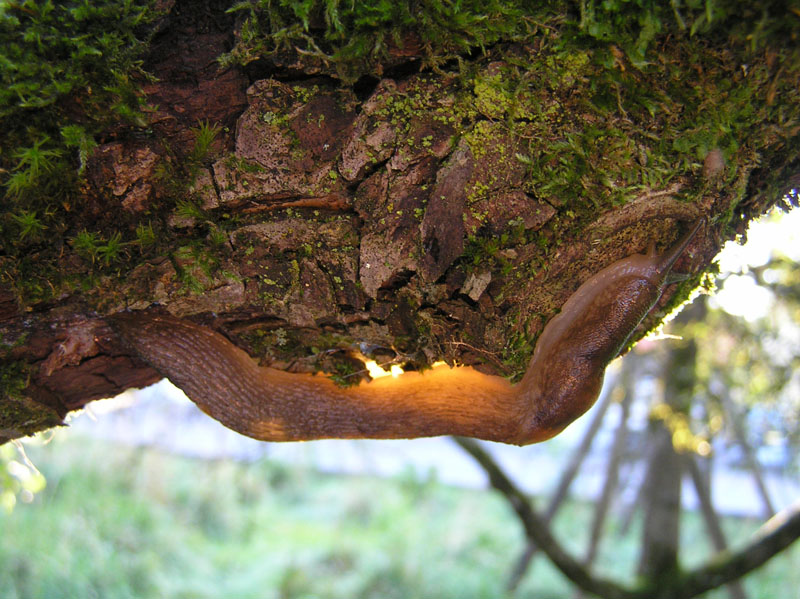 Limax montanus - Lagusel Val di Fassa (TN) e Siusi (BZ)
