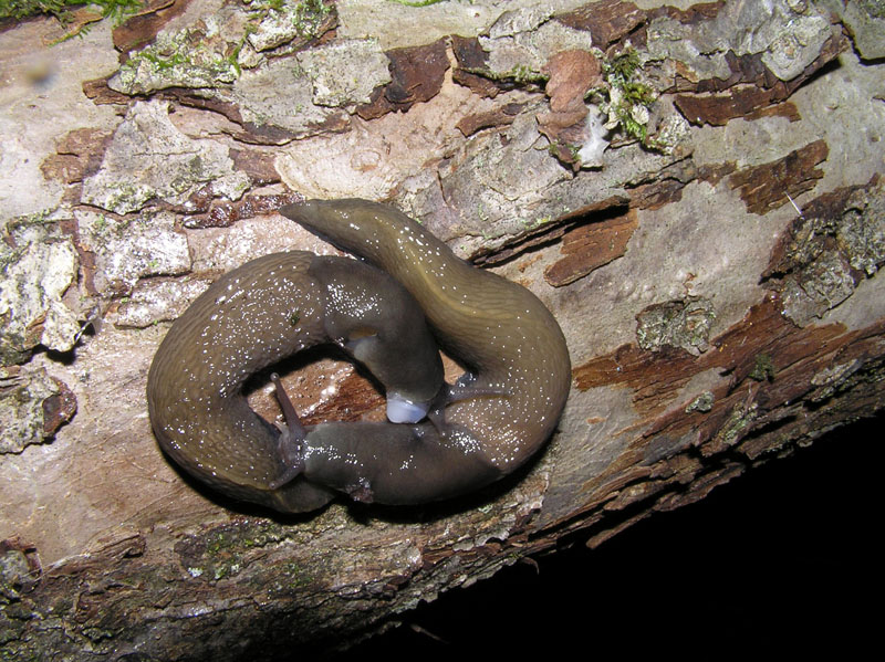 Limax cinereoniger - Tamion Val di Fassa (TN)