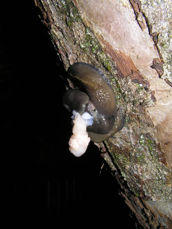 Limax bivonae della Sicilia