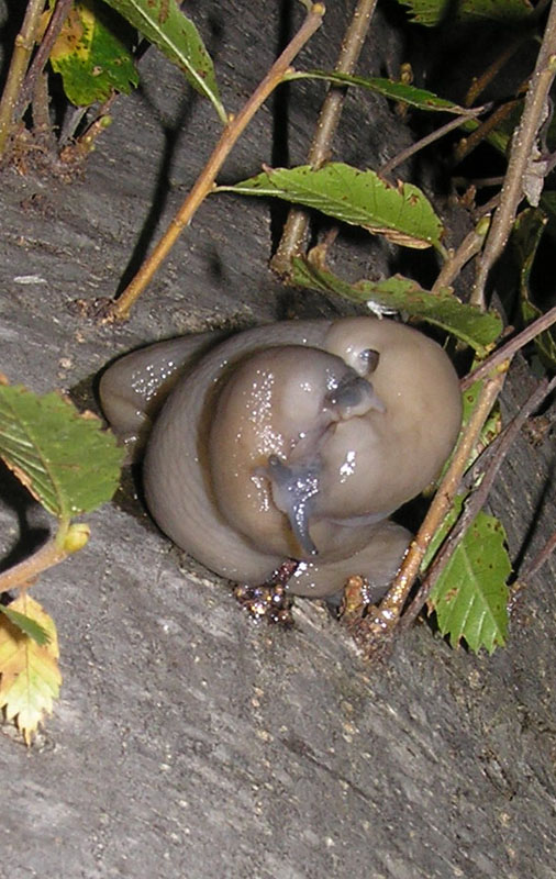 Limax strobeli con testa blu da Provincia di Sondrio