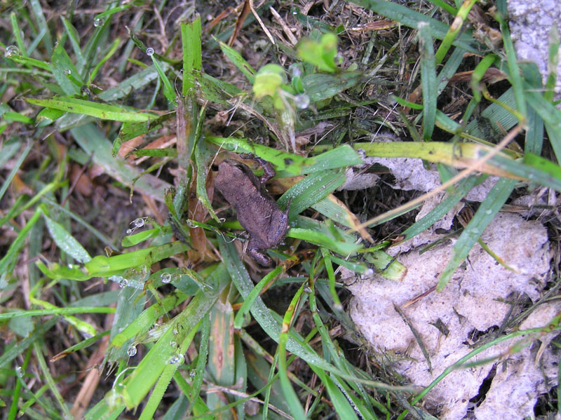 Bufo bufo da Austria occ.