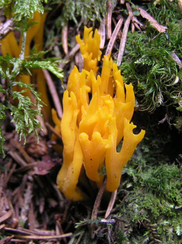 Calocera viscosa da Austria occ.