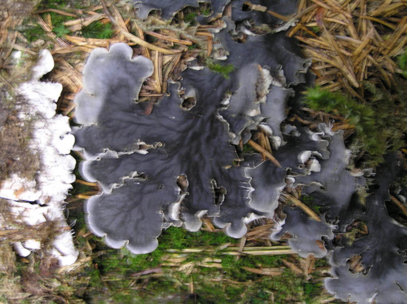 Non meridionale: Licheni da Austria occ.