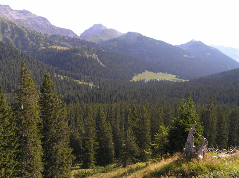 Non meridionale: Licheni da Austria occ.