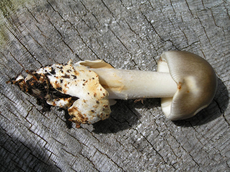 Non meridionale - Amanita umbrinolutea da Austria
