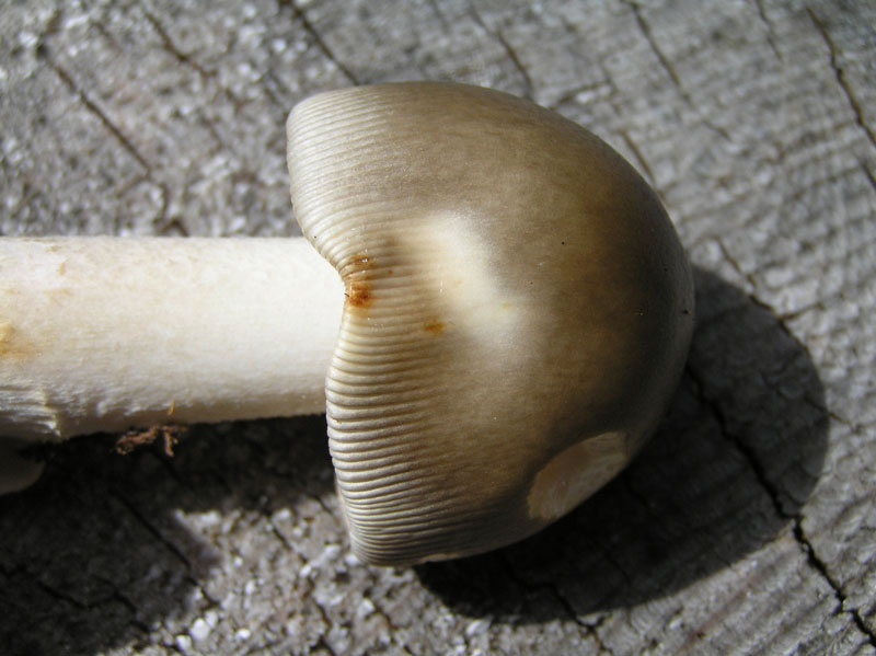 Non meridionale - Amanita umbrinolutea da Austria