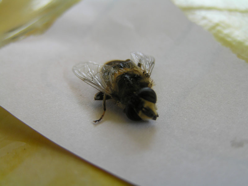 Non mediterraneo: Eristalis tenax