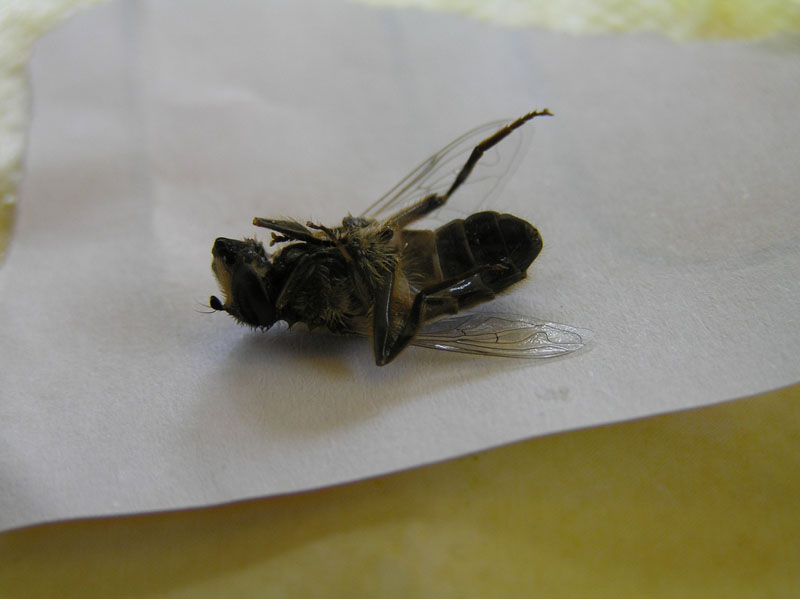 Non mediterraneo: Eristalis tenax