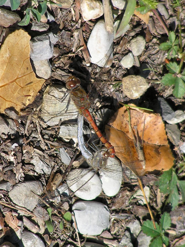 Accoppiamento di due libellule: Sympetrum striolatum