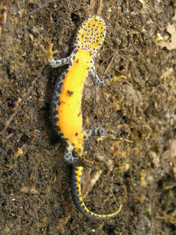 Tritone alpestre: Ichthyosaura alpestris (Laurenti, 1768)