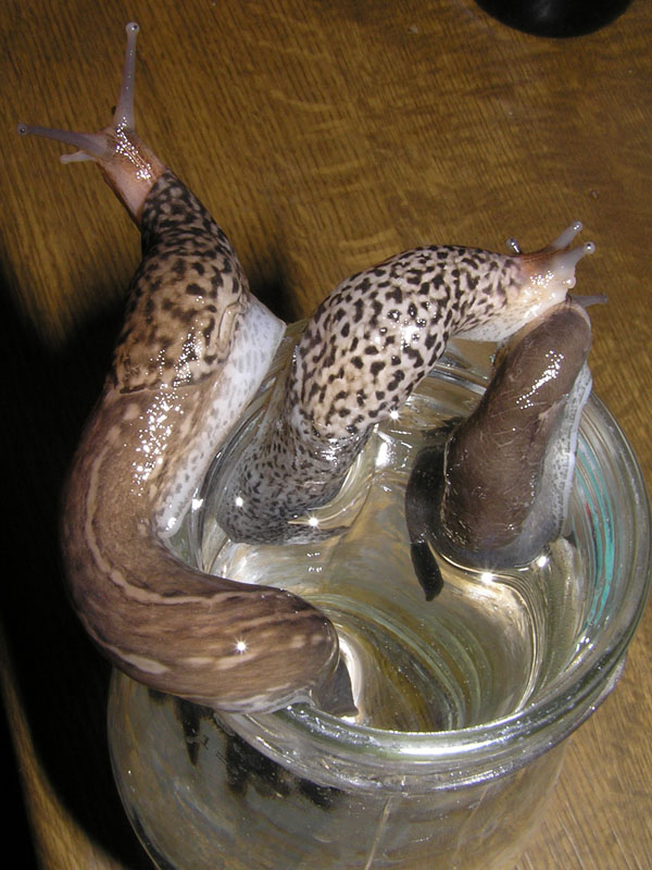 Limax sp. n. da Cosenza (CS)