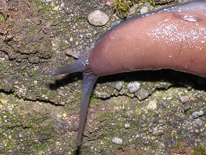 Limax geographicus Ferussac 1823