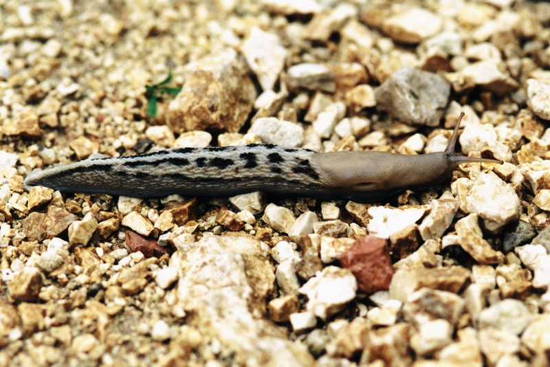 Limax aldrovandi Moquin-Tandon 1855 dal Monte Nerone (Urbino-Gubbio)