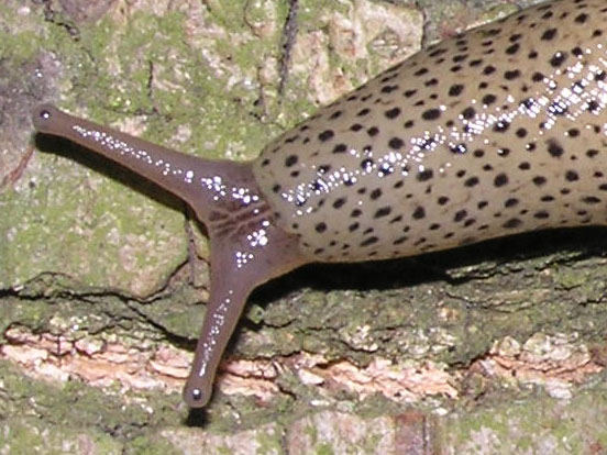 Limax veronensis Lessona & Pollonera 1882