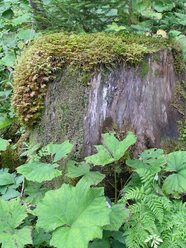 Non meridionale: Licheni da Austria occ.
