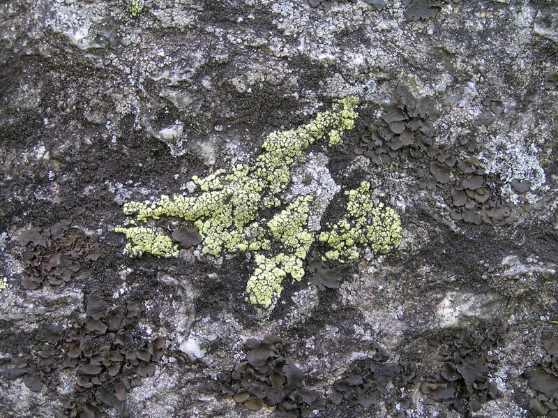 Non meridionale Licheni da Austria occ. di un campo di forze
