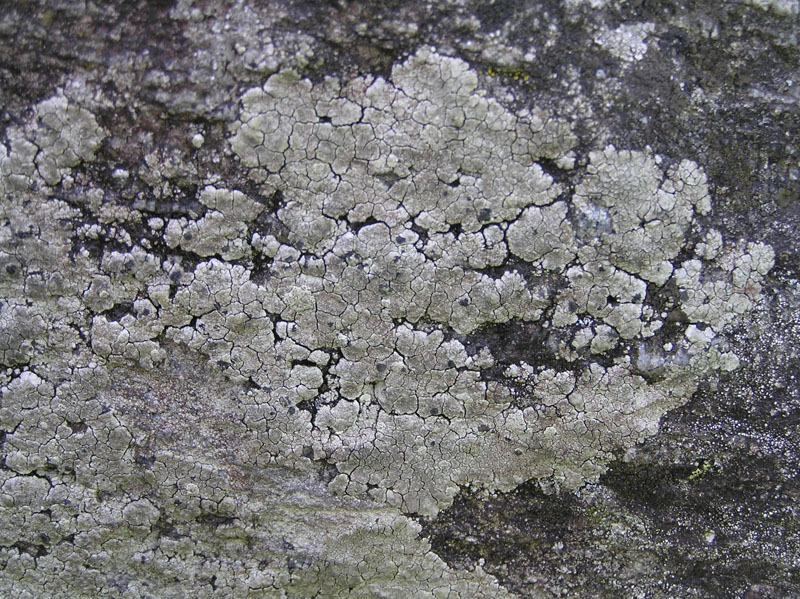 Non meridionale Licheni da Austria occ. di un campo di forze