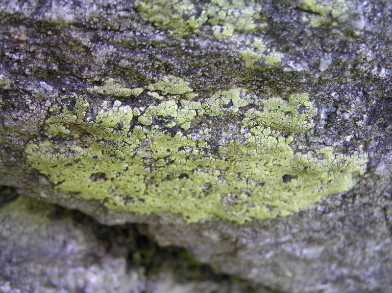 Non meridionale Licheni da Austria occ. di un campo di forze
