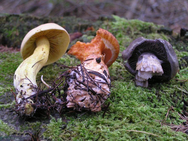 Non meridionale: tre funghi da Austria occ.