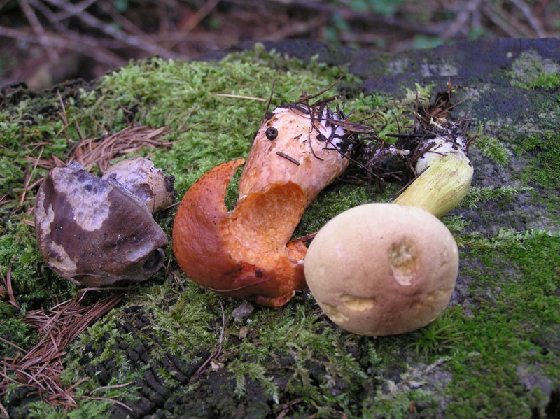 Non meridionale: tre funghi da Austria occ.