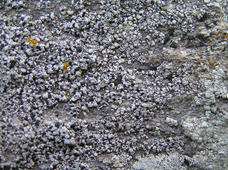 Licheni da Montespluga (SO)