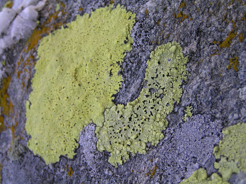 Licheni da Montespluga (SO)