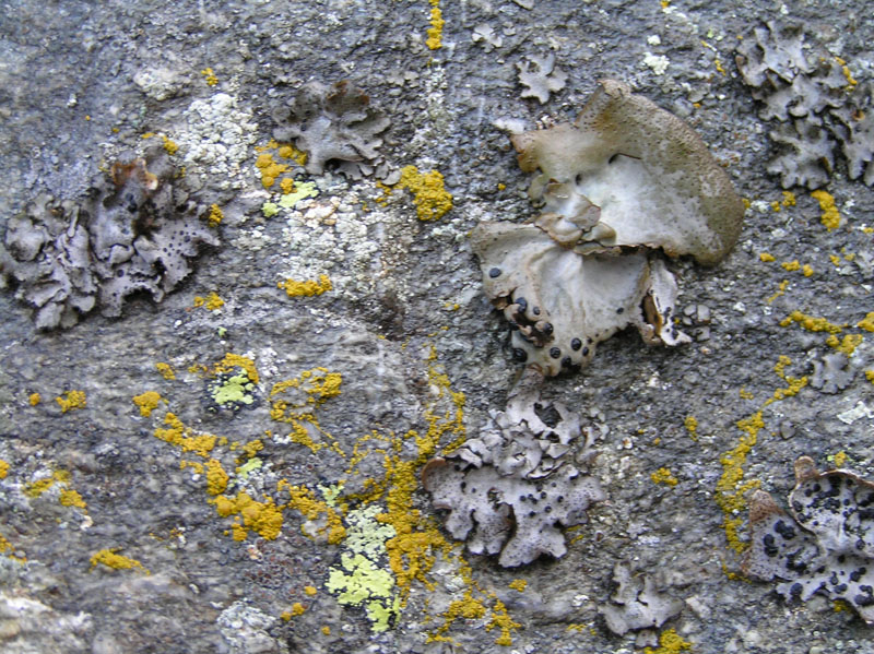 Licheni da Montespluga (SO)