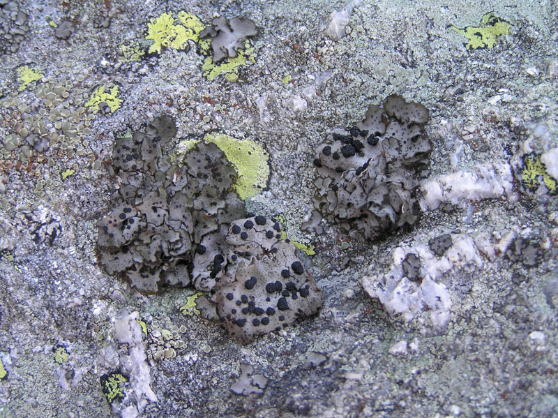 Licheni da Montespluga (SO)