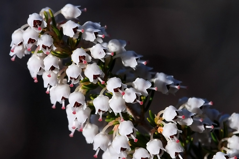 il nome e''...................Erica arborea