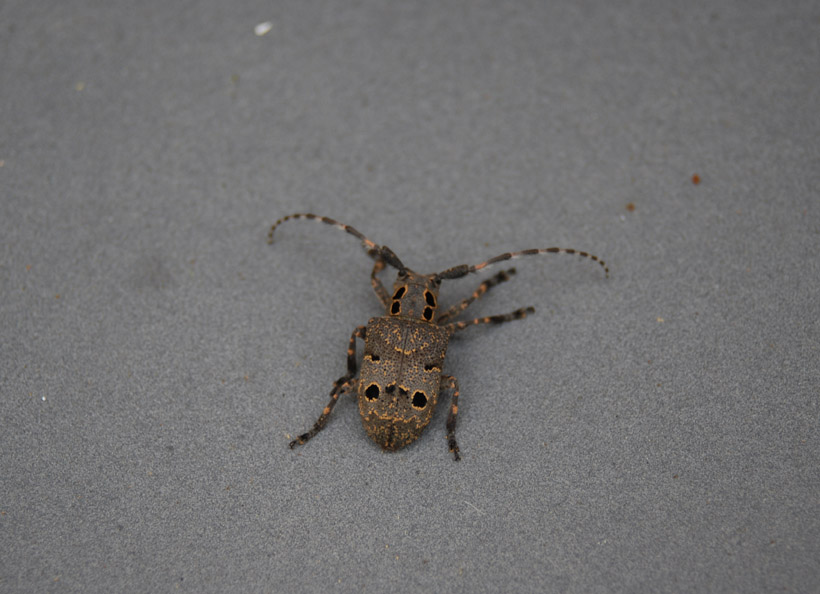 Mesosa curculionoides! (Cerambycidae)