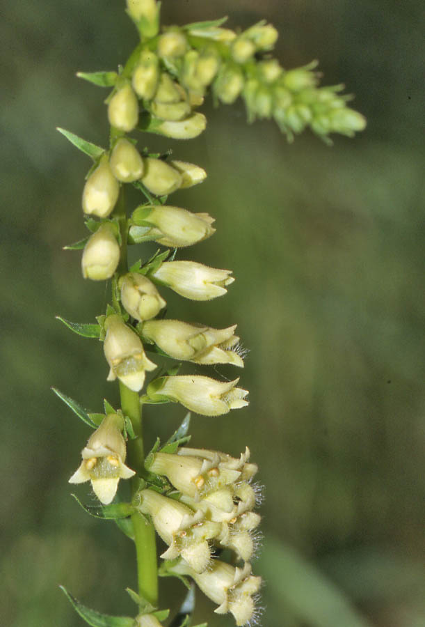 Digitalis lutea